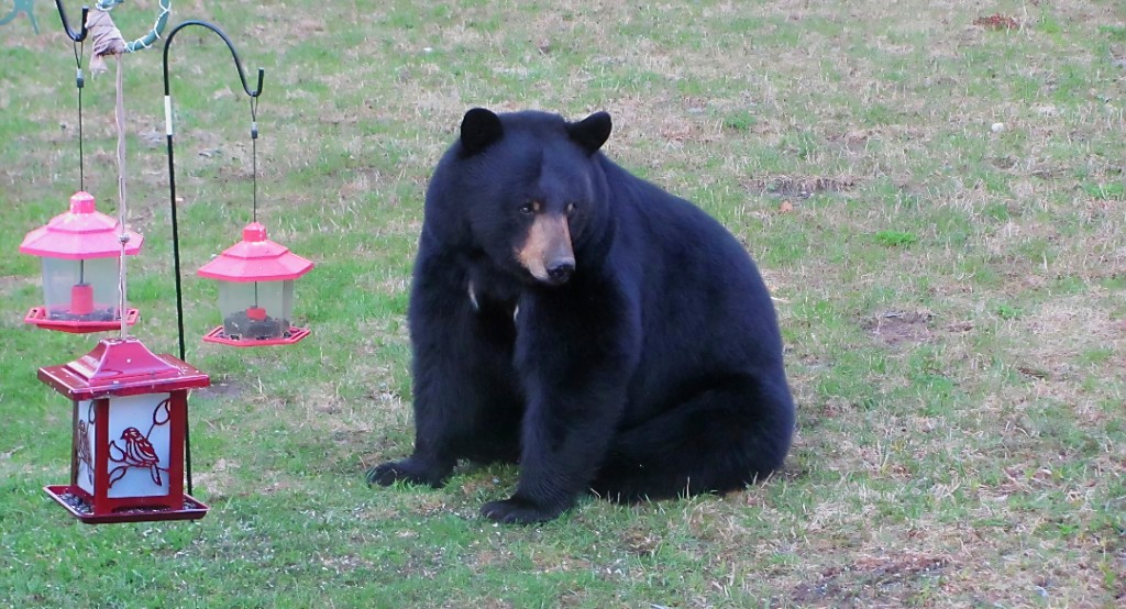 Black bear sitting near red bird feeders